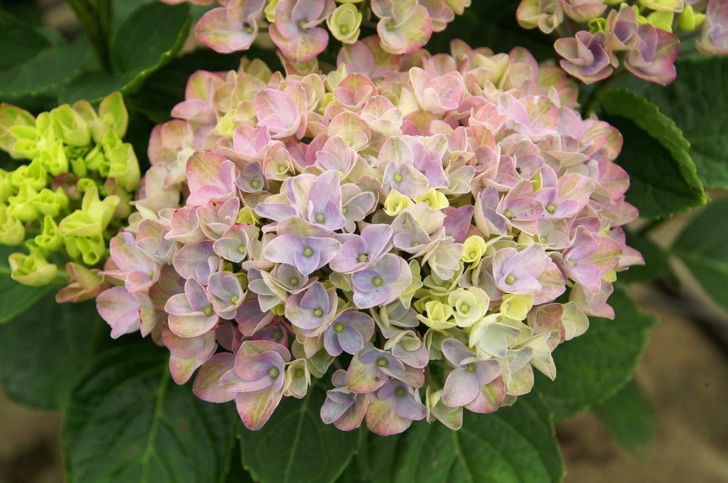 KONICA MINOLTA DIGITAL CAMERA