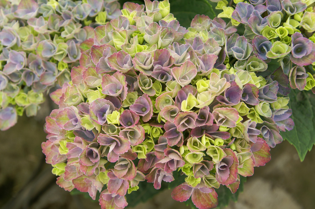 KONICA MINOLTA DIGITAL CAMERA