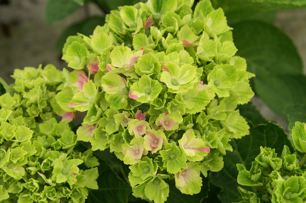 KONICA MINOLTA DIGITAL CAMERA