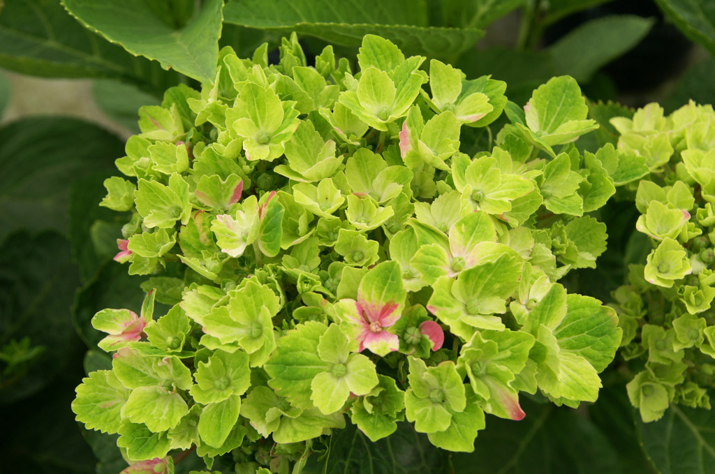 KONICA MINOLTA DIGITAL CAMERA