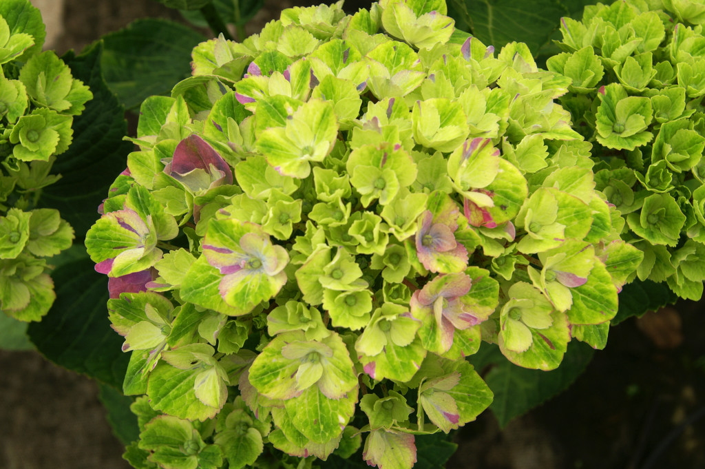 KONICA MINOLTA DIGITAL CAMERA