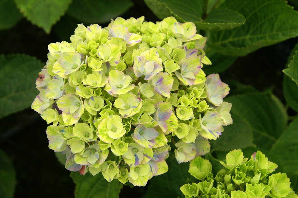 KONICA MINOLTA DIGITAL CAMERA