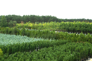 KONICA MINOLTA DIGITAL CAMERA