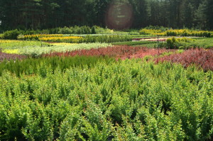 KONICA MINOLTA DIGITAL CAMERA