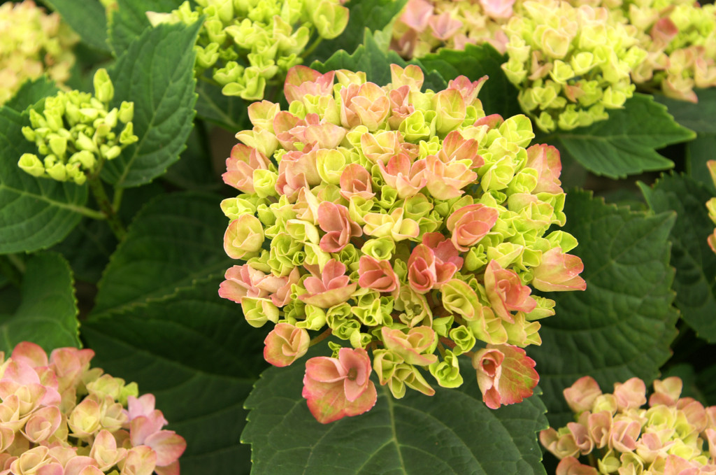 KONICA MINOLTA DIGITAL CAMERA