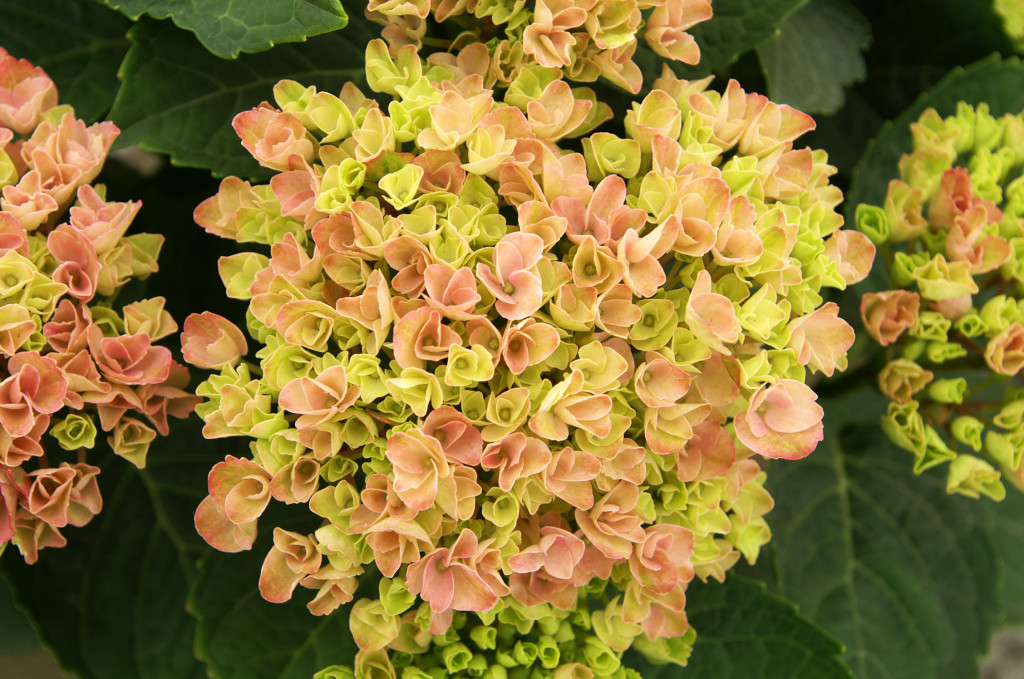 KONICA MINOLTA DIGITAL CAMERA