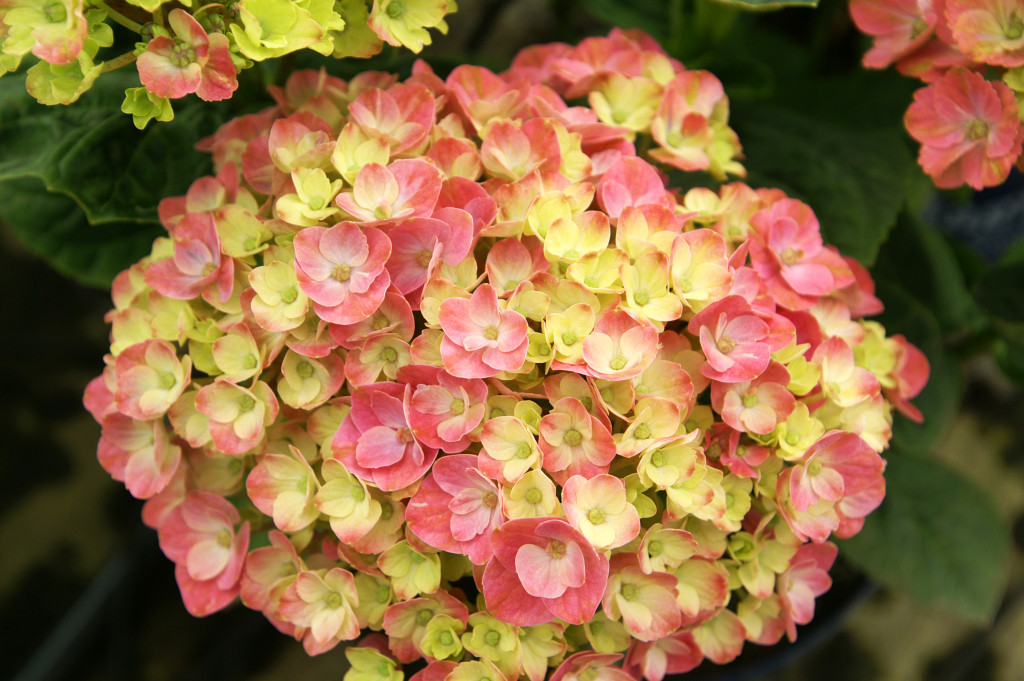 KONICA MINOLTA DIGITAL CAMERA