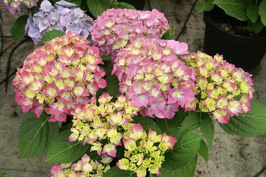 KONICA MINOLTA DIGITAL CAMERA