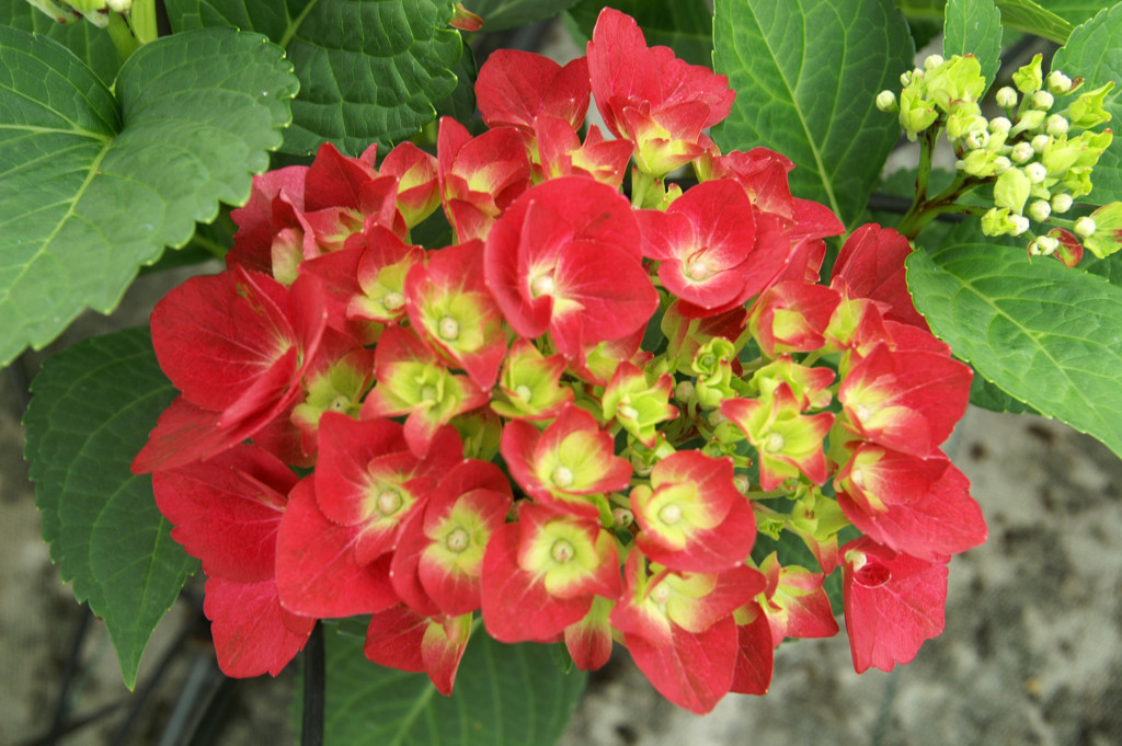 KONICA MINOLTA DIGITAL CAMERA