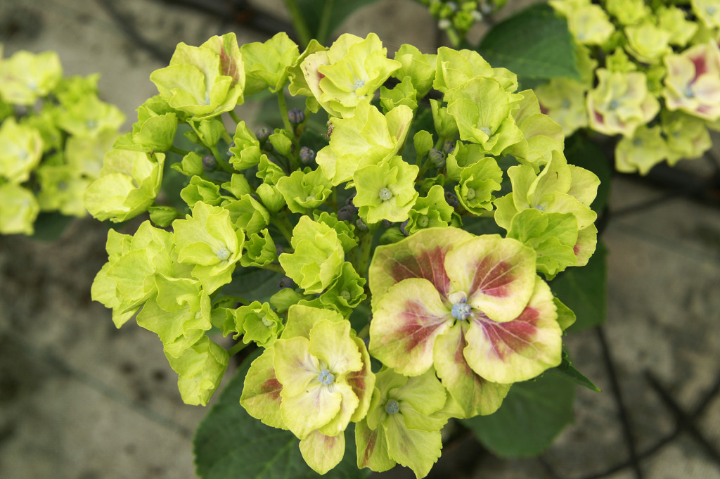 KONICA MINOLTA DIGITAL CAMERA