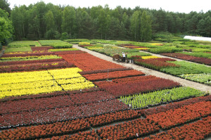 KONICA MINOLTA DIGITAL CAMERA